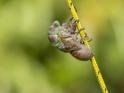 Emerging Cicada 007.jpg